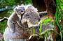 Koala with her joey