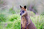 Phillip Island has an abundance of Australian wildlife