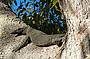 Goanna